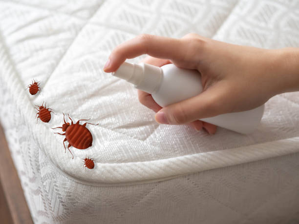 Best Real Estate Pest Inspections  in Valinda, CA